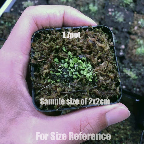 [Bare-root] Utricularia chrysantha 金花  [2x2cm Seedling][Jun Preorder 26]