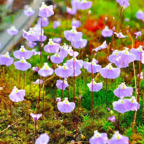 [Bare-root]Utricularia livida 利維達  [2x2cm Seedling][Jun Preorder 26]