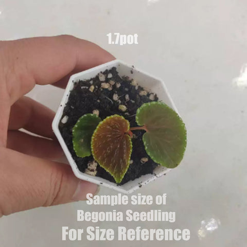 [Bare-root] Begonia Julau Type 2 细叶女王  [1.7" Seedling][Jun Green 26]