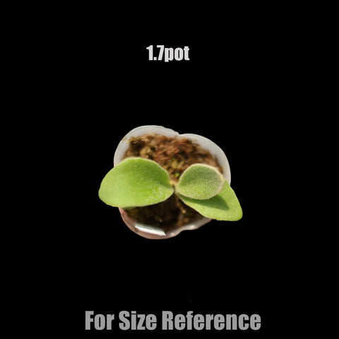 [Bare-root] Platy. Bambi 斑比 [1.7 Seedling][Jun Preorder 26]