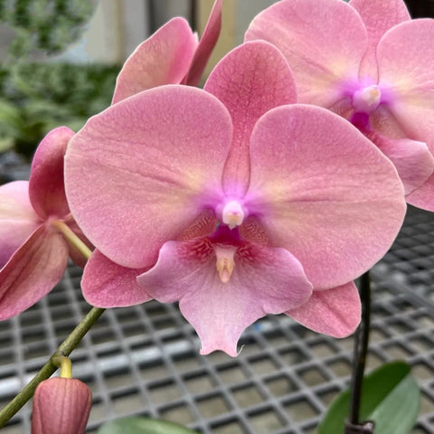 [Bare-root] #Big Lip# Phal. Pink Venus [2.4" BS][Jun in stock]