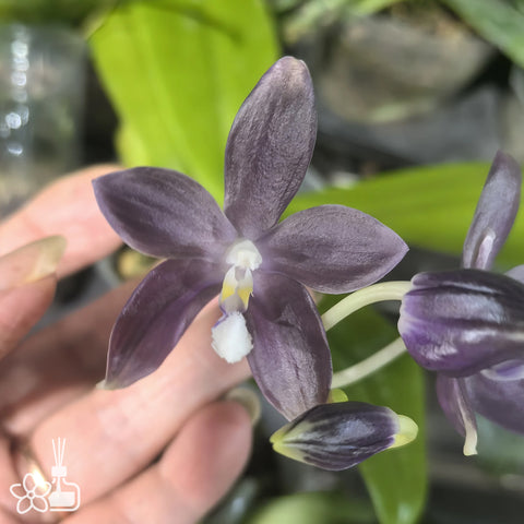 [Bare-root] Phal. tetrapsis f. livida 盾花芋頭藍 [1.7 NBS][Nov Preorder]