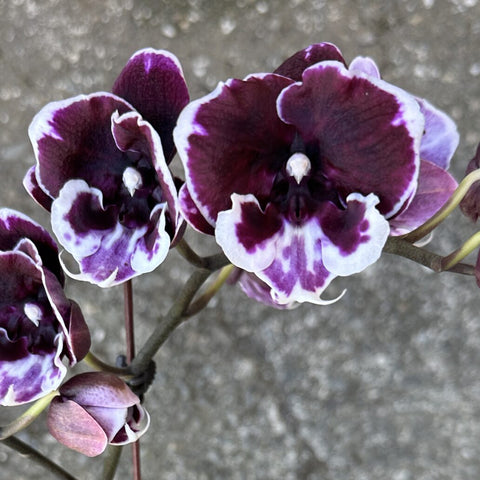 [Bare-root] Phal. Midnight Swan 午夜天鵝 [1.7" NBS][Jun Preorder]