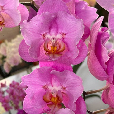 [Bare-root] Phal. Pink Velvet MIH67 ”peloric“ [2.5“ BS][Jun Preorder]