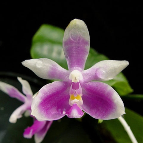 [Bare-root] Phal. modesta xsib [1.7" NBS][Jun Preorder]