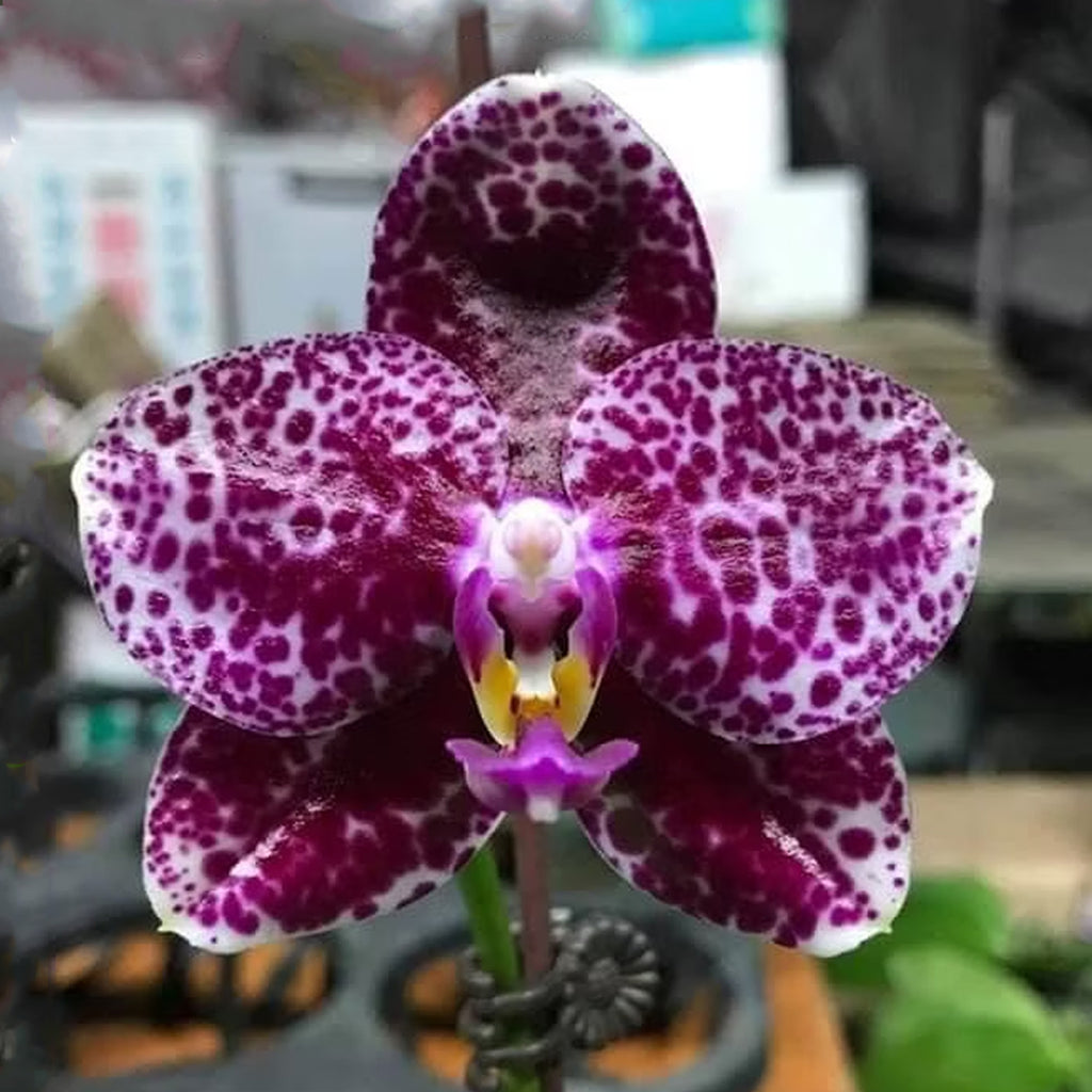[Bare-root] Phal. Mituo Diamond 'White Python' [1.7