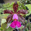 [Bare-root] #CA# C. schilleriana  [2.8” BS][Wishlist]