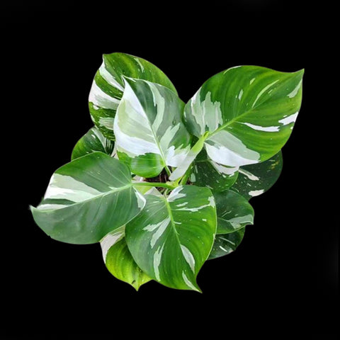 [Potted] Philodendron White Wizard  [2.4 MS][In stock]