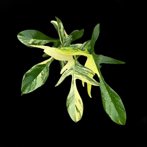 Philodendron Florida Ghost 幽靈紫綠絨