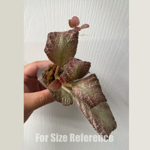 [Bare-roote] Episcia Pink Pearl  [2.4 NBS][In stock]