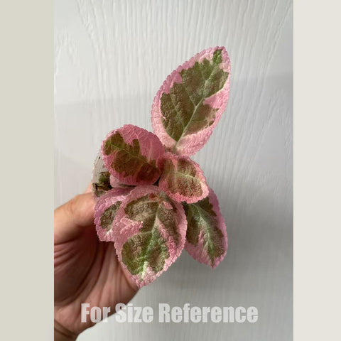 [Bare-roote] Episcia 'pink Smoke' [2.4 NBS][In stock]