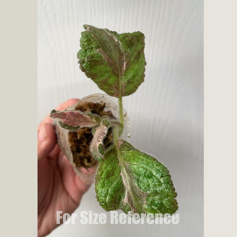 [Bare-roote] Episcia "Picasso" [2.4 NBS][In stock]