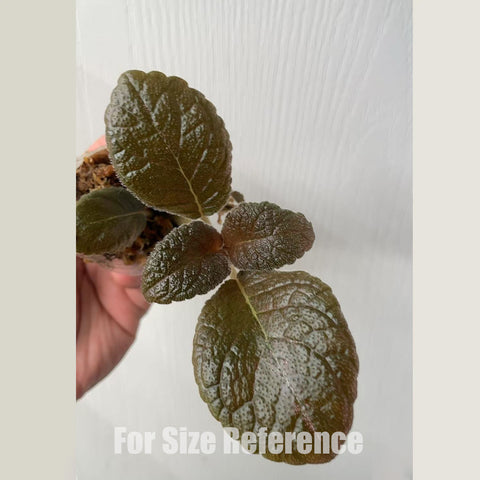[Bare-roote] Episcia "Star of Bethlehem" [2.4 NBS][In stock]