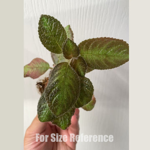 [Bare-roote] Episcia "Canadian sunset" [2.4 NBS][In stock]
