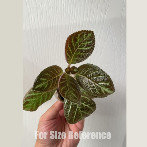[Bare-roote] Episcia " Longwood Gardens" [2.4 NBS][In stock]