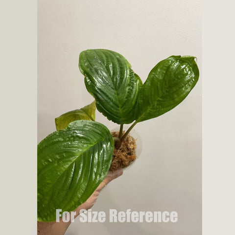 [Rooted] Tacca chantrieri 黑蝙蝠 [2.4 NMS][In stock]