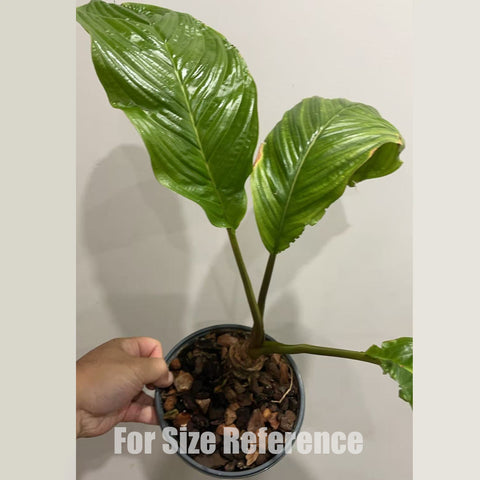 [Rooted] Tacca integrifolia 白蝙蝠 [2.4 MS][In stock]