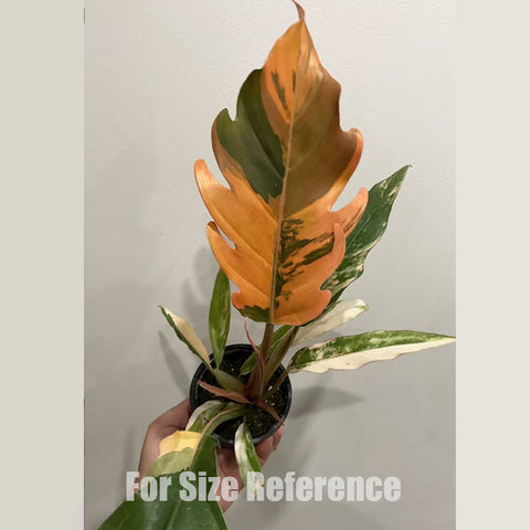 [Potted] Philodendron Caramel Marble [2.4 BS][In stock]