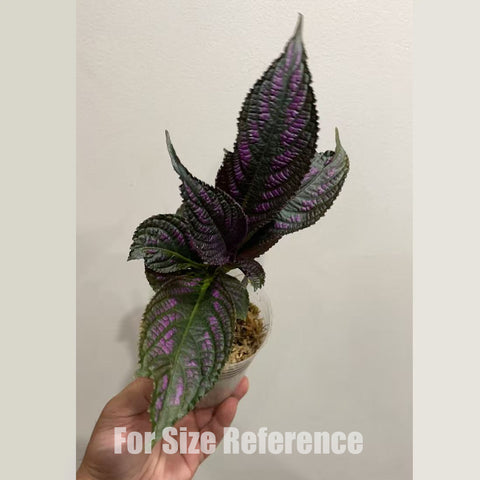 [Potted] Persian Shield [2.4 MS][In stock]