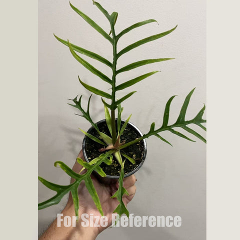 [Potted] Philodendron tortum [2.4 MS][In stock]