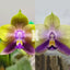 [Bare-root] #PA# Phal. (MMZ262) [1.7 NBS][Wishlist]