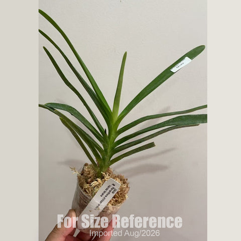 [Bare-root] #VA# Ren. philippinensis × Vanda falcata [2.8 BS][Aug in stock 26]