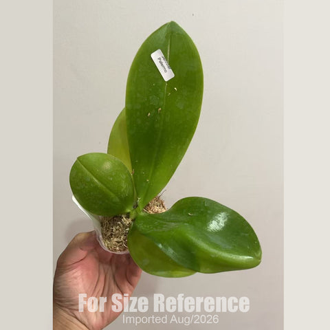 [Bare-root] Phal. speciosa blue × violacea indigo [2.4 BS][Aug in stock 26]