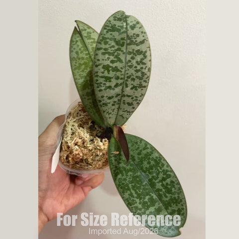 [Bare-root] Phal. philippinensis × sib [2.4 BS][Aug in stock 26]