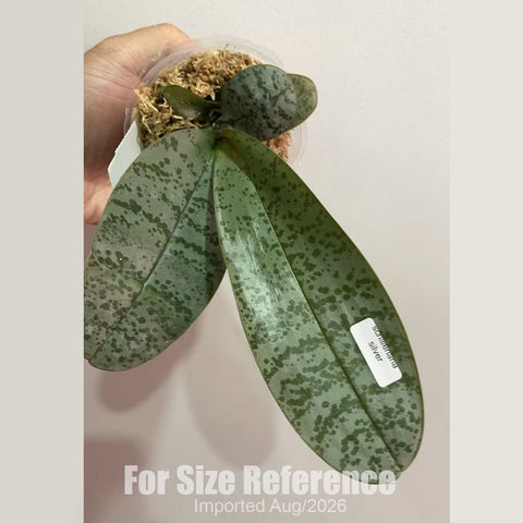 [Bare-root] Phal. schilleriana, silver leaves 銀葉 [2.4 BS][Aug in stock 26]