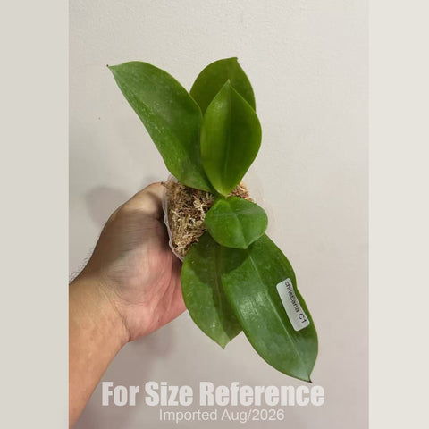 [Bare-root] Phal. tetraspis f. christiana C1 (MC) [2.4 BS][Aug in stock 26]