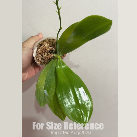 [Bare-root] Phal. tetraspis f. livida 'Faerie's Little Sister 深藍' (MC) [2.4 BS][Aug in stock 26]