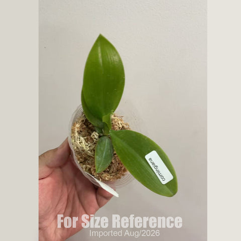 [Bare-root] Phal. corningiana [2.4 BS][Aug in stock 26]