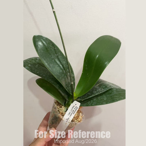 [Bare-root] Phal. aphrodite f. dayana 'Hsia 217' (MC) [2.4 BS][Aug in stock 26]