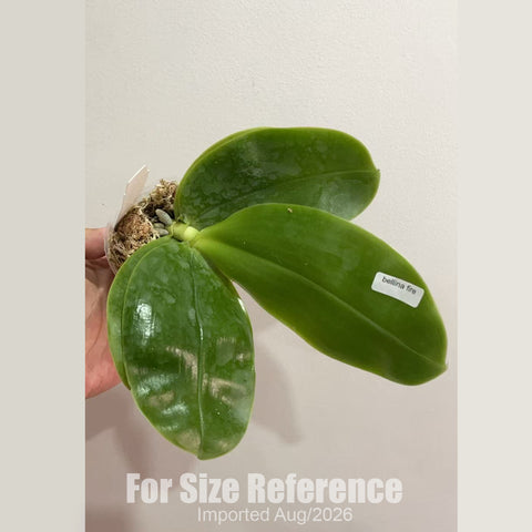 [Bare-root] Phal. bellina, fire shape [2.4 BS][Aug in stock 26]