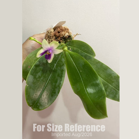 [Bare-root] Phal. bellina f. coerulea [2.4 BS][Aug in stock 26]