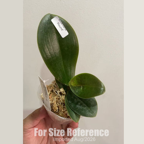[Bare-root] Phal. stuartiana 'Round' [2.4 BS][Aug in stock 26]