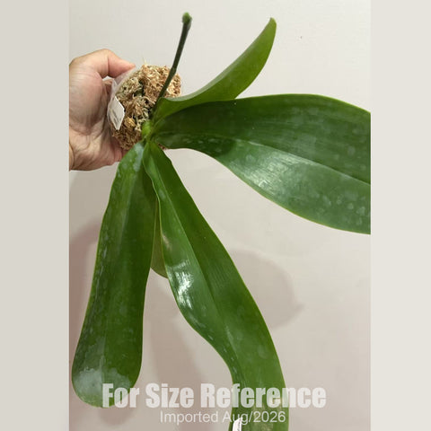 [Bare-root] Phal. hieroglyphica [2.4 BS][Aug in stock 26]