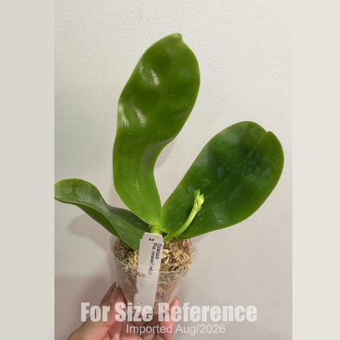 [Bare-root] Phal. violacea f. indigo [2.4 BS][Aug in stock 26]