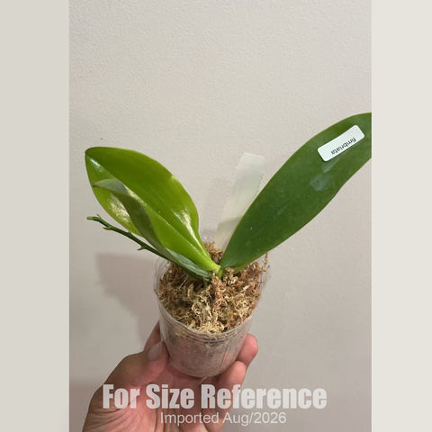 [Bare-root] Phal. fimbriata [2.4 BS][Aug in stock 26]