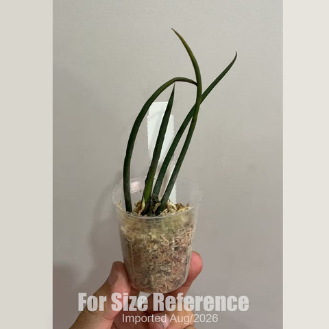 [Bare-root] Trichocentrum jonesianum 棒葉文心 [1.7 BS][Aug in stock 26]