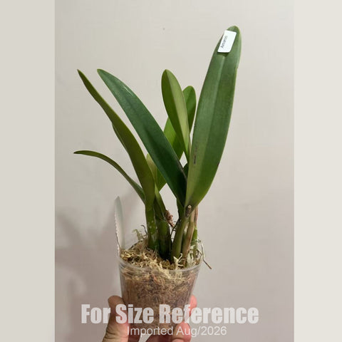 [Bare-root] #CA# #Mini Cat# Ctt. Amaroo 小紅蔓越莓 [2.8 BS][Aug in stock 26]