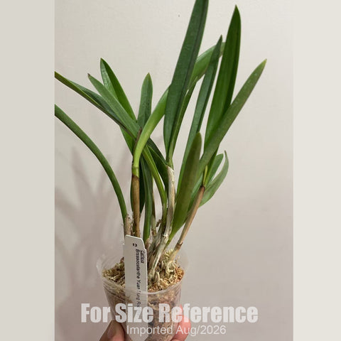[Bare-root] #CA# Brassocatanthe Yuan Dung Red Star [2.8 BS][Aug in stock 26]