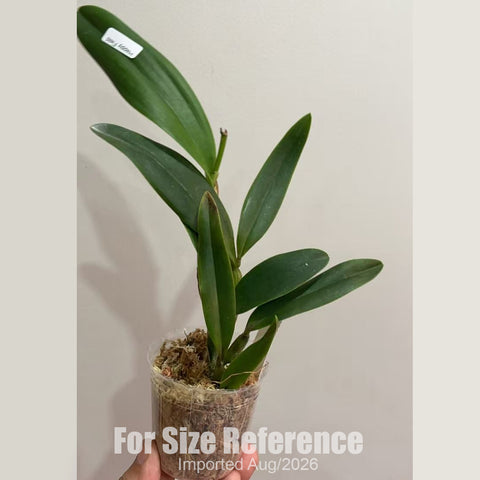 [Bare-root] #CA# #Mini Cat# Cattleya Cherry Bee 'Happy Field' 櫻花小丸子 [2.8 BS][Aug in stock 26]