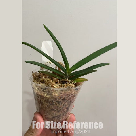 [Bare-root] #VA# Ren. monachica [2.8 BS][Aug in stock 26]