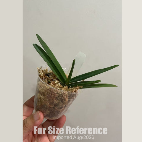 [Bare-root] #VA# Ren. bella [2.8 BS][Aug in stock 26]