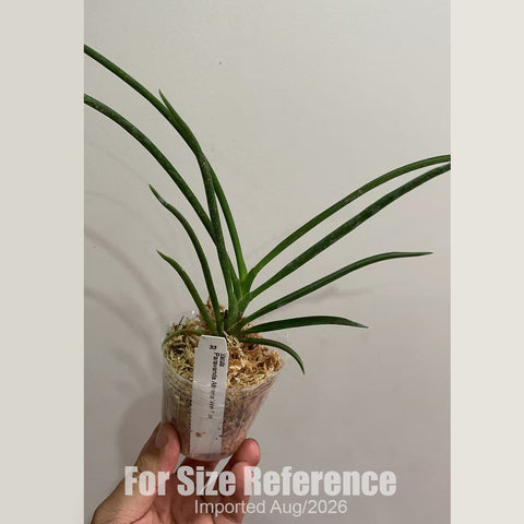 [Bare-root] #VA# Paravanda Athena Von Fox [2.8 BS][Aug in stock 26]