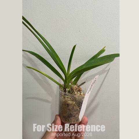 [Bare-root] #VA# Vanda lamellata v. boxallii '4n' × sib [2.8 BS][Aug in stock 26]
