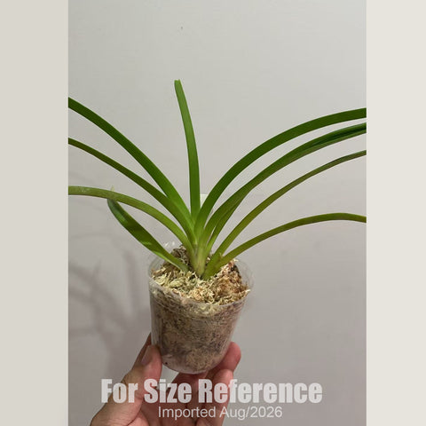 [Bare-root] #VA# Vanda Kupperi f. alba [2.8 BS][Aug in stock 26]