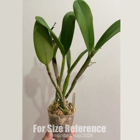 [Bare-root] #CA# Rth. Burana Beauty 芭樂美人 [2.8 BS][Aug in stock 26]