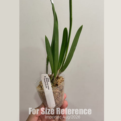[Bare-root] #CA# B. nodosa 'Panama Soirée' [2.8 BS][Aug in stock 26]